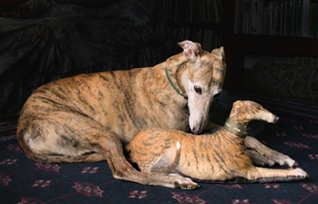 greyhound plushies - fabric
                                  porject kits